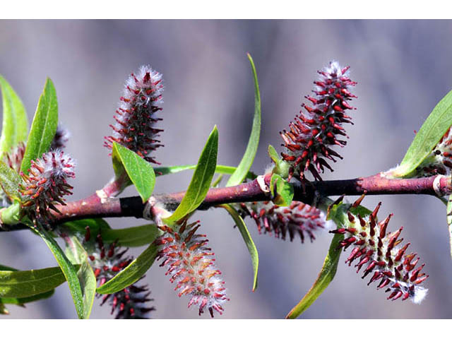 Salix interior (Sandbar willow) #75416