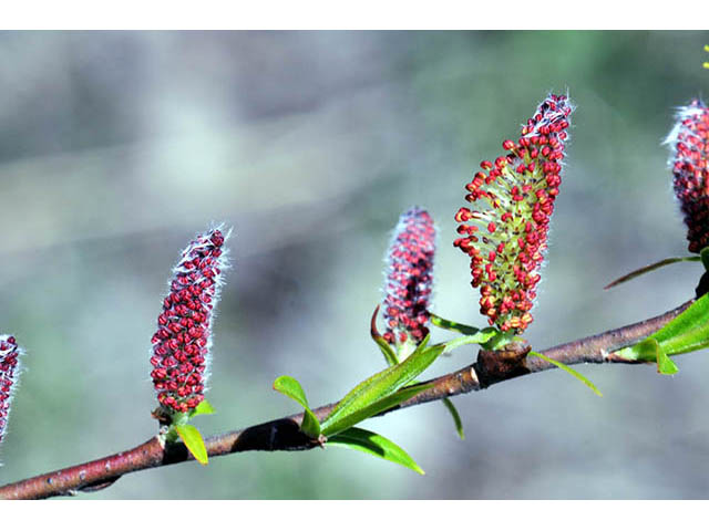 Salix interior (Sandbar willow) #75418