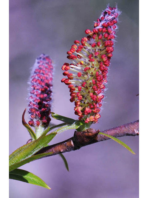 Salix interior (Sandbar willow) #75419