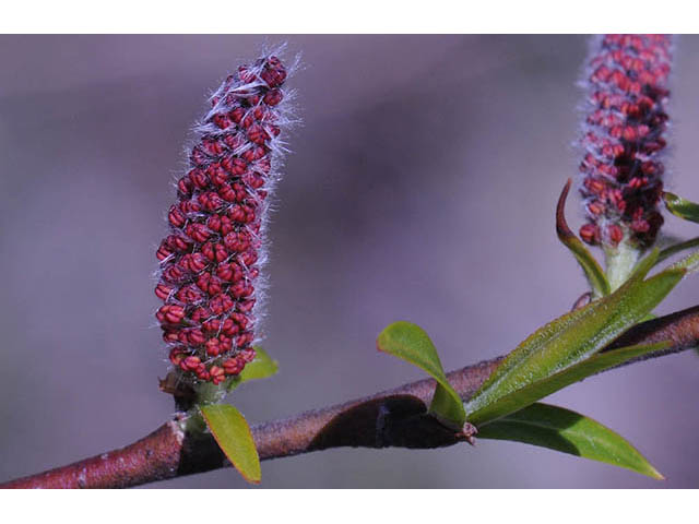 Salix interior (Sandbar willow) #75420