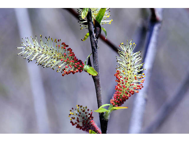 Salix interior (Sandbar willow) #75421