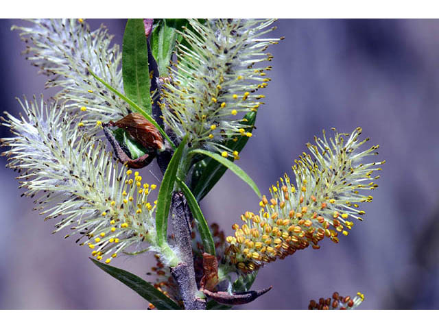 Salix interior (Sandbar willow) #75426