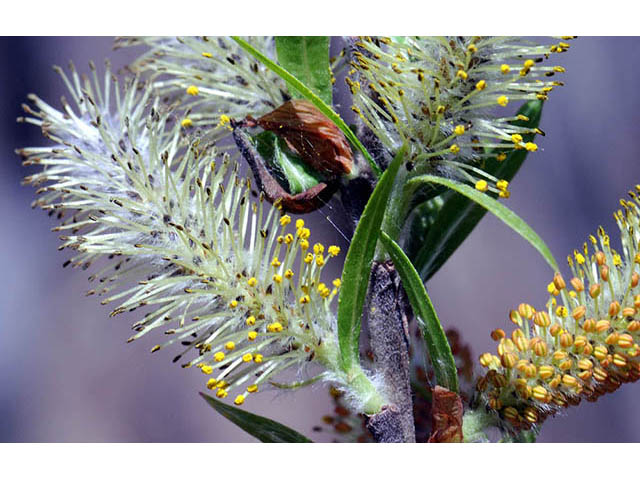 Salix interior (Sandbar willow) #75427