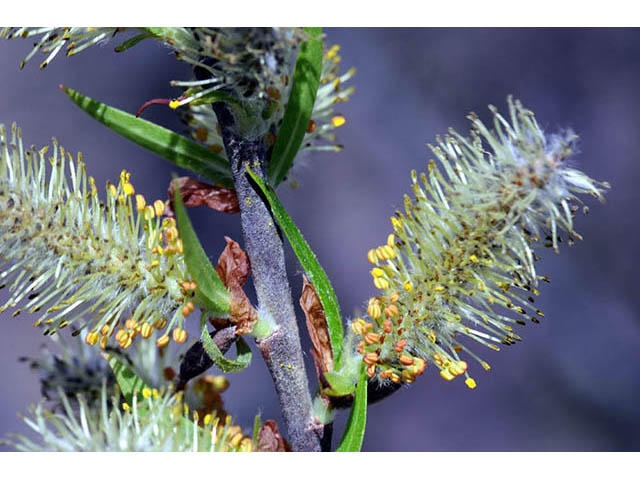 Salix interior (Sandbar willow) #75428