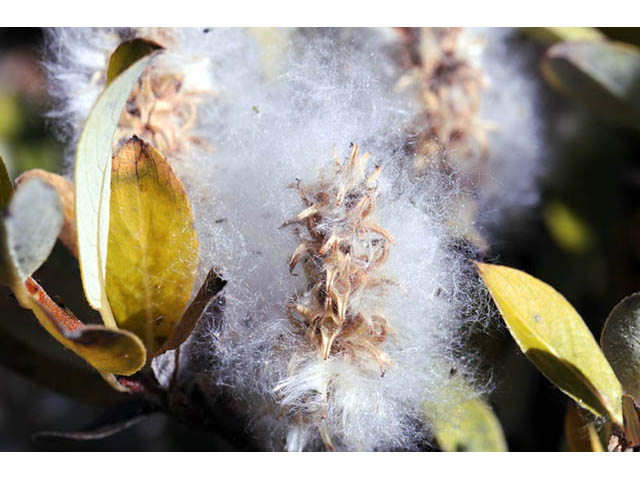 Salix pseudomonticola (False mountain willow) #75445