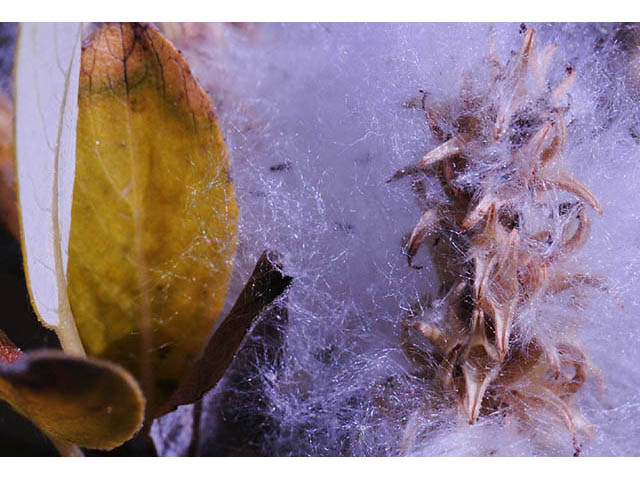 Salix pseudomonticola (False mountain willow) #75446