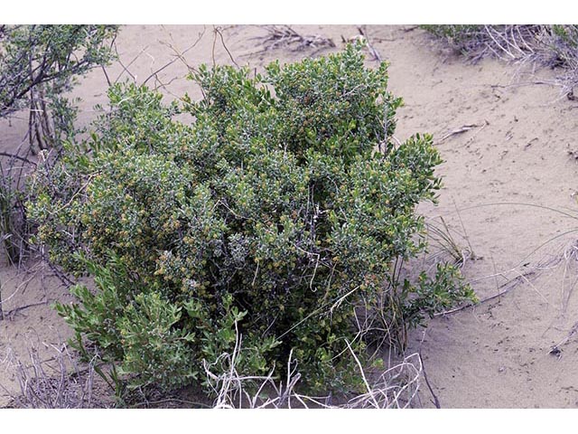 Sarcobatus vermiculatus (Greasewood) #75453