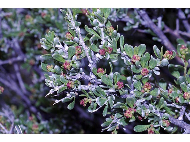 Sarcobatus vermiculatus (Greasewood) #75455