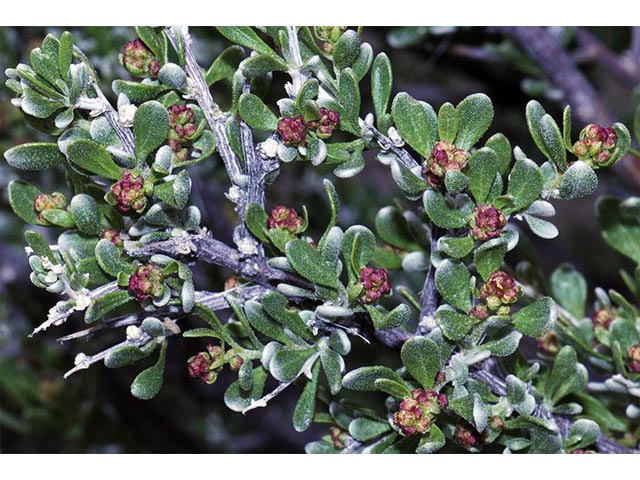 Sarcobatus vermiculatus (Greasewood) #75456