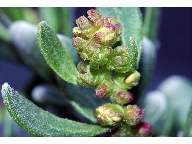 Sarcobatus vermiculatus (Greasewood) #75457