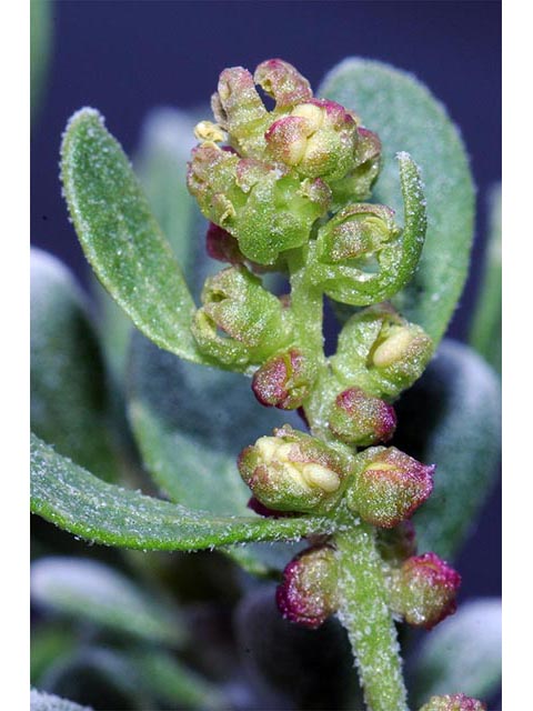 Sarcobatus vermiculatus (Greasewood) #75460