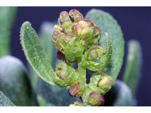 Sarcobatus vermiculatus (Greasewood) #75461