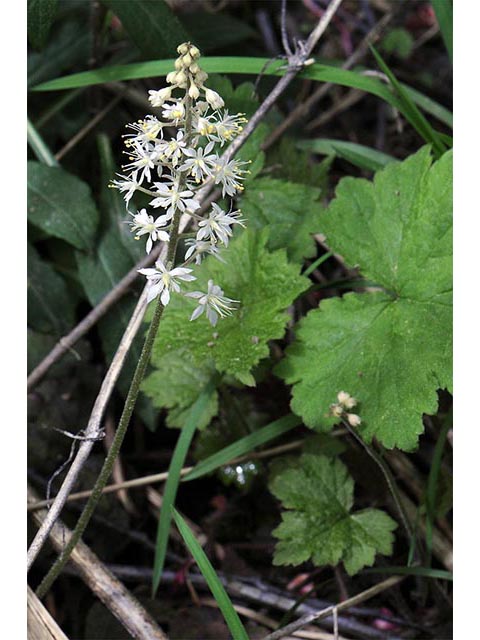 Tiarella cordifolia (Heartleaf foamflower) #75518