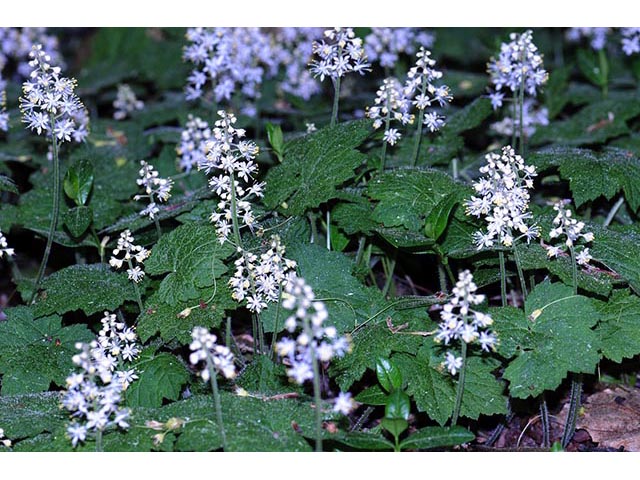 Tiarella cordifolia (Heartleaf foamflower) #75530