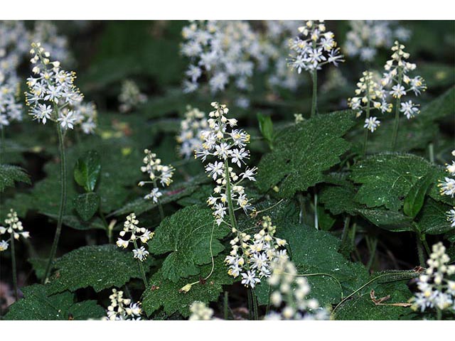 Tiarella cordifolia (Heartleaf foamflower) #75531