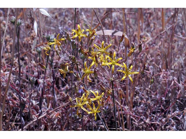 Triteleia ixioides (Prettyface) #75550