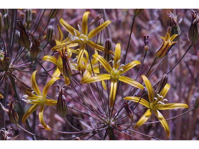 Triteleia ixioides (Prettyface) #75551