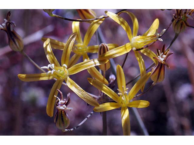 Triteleia ixioides (Prettyface) #75552