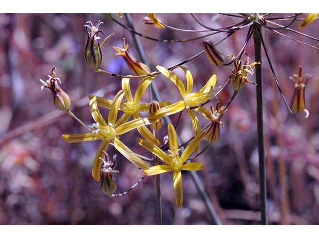 Triteleia ixioides (Prettyface) #75555