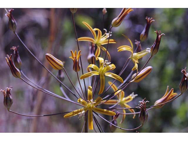 Triteleia ixioides (Prettyface) #75556