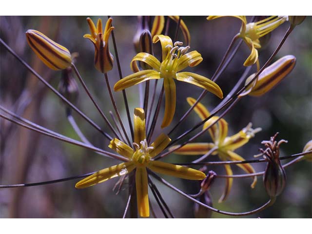 Triteleia ixioides (Prettyface) #75557