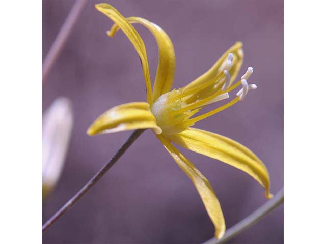 Triteleia ixioides (Prettyface) #75560