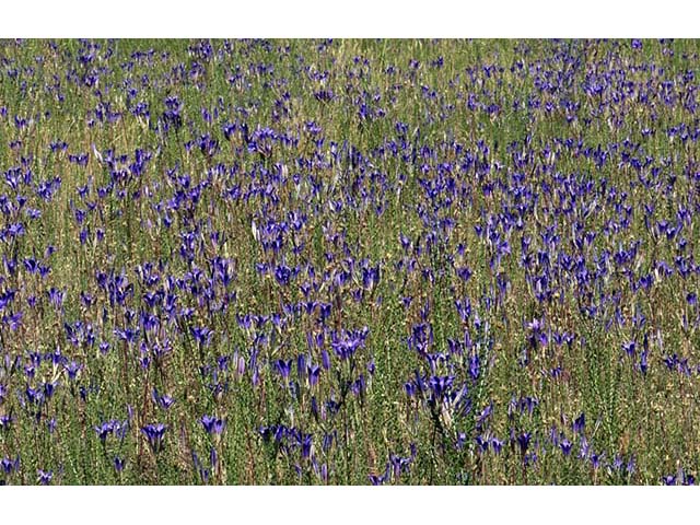 Triteleia laxa (Ithuriel's spear) #75562