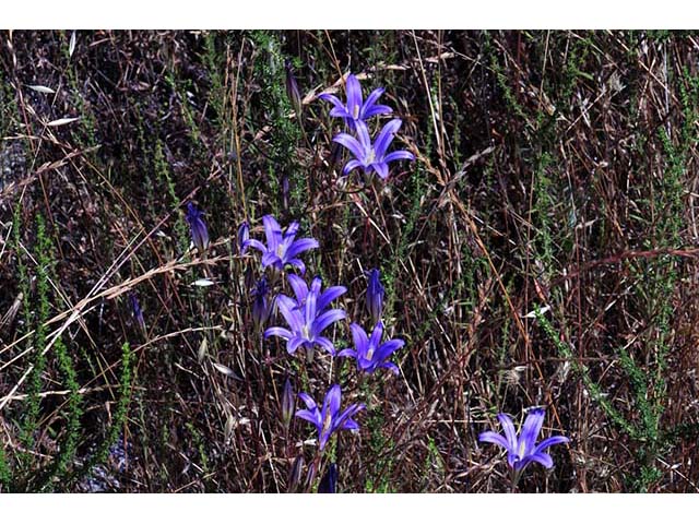 Triteleia laxa (Ithuriel's spear) #75567