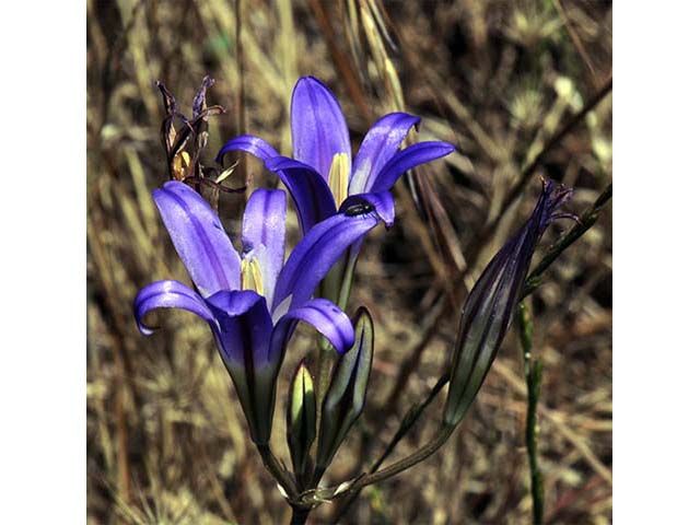 Triteleia laxa (Ithuriel's spear) #75572