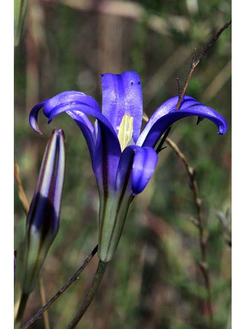 Triteleia laxa (Ithuriel's spear) #75575