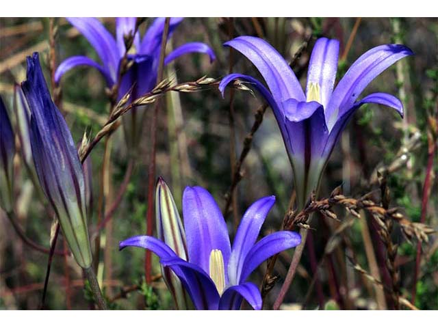 Triteleia laxa (Ithuriel's spear) #75577