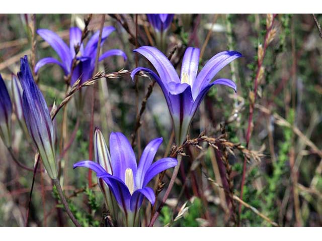 Triteleia laxa (Ithuriel's spear) #75578