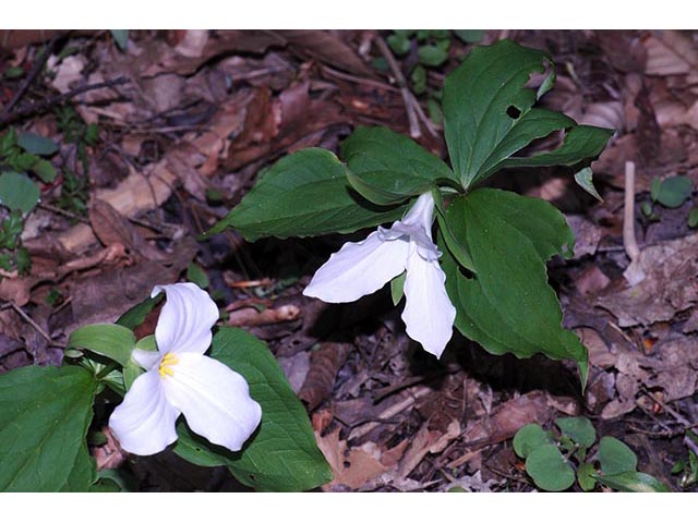 Trillium grandiflorum (White wake-robin) #75617