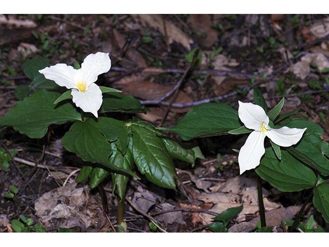 Trillium grandiflorum (White wake-robin) #75618