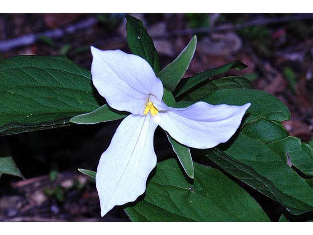 Trillium grandiflorum (White wake-robin) #75620