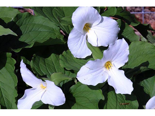 Trillium grandiflorum (White wake-robin) #75628