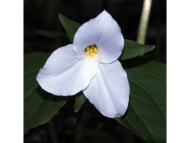 Trillium grandiflorum (White wake-robin) #75632