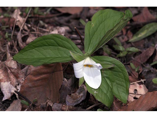 Trillium grandiflorum (White wake-robin) #75635