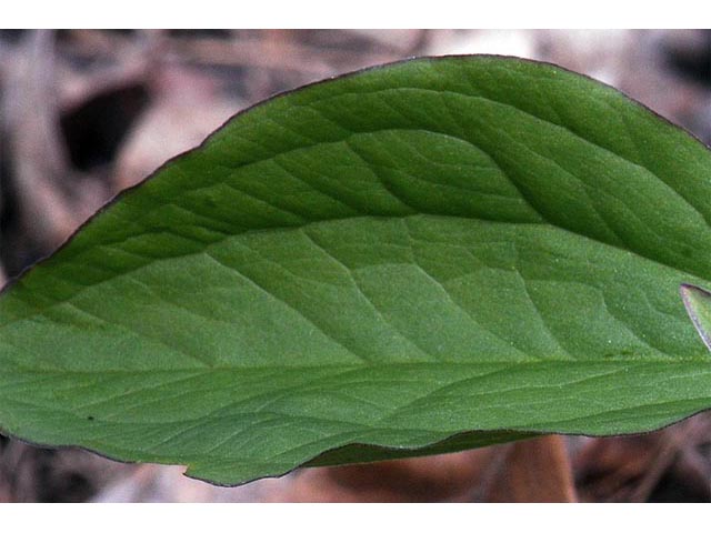 Trillium grandiflorum (White wake-robin) #75637