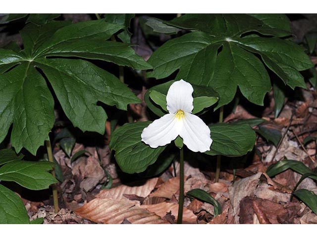 Trillium grandiflorum (White wake-robin) #75638