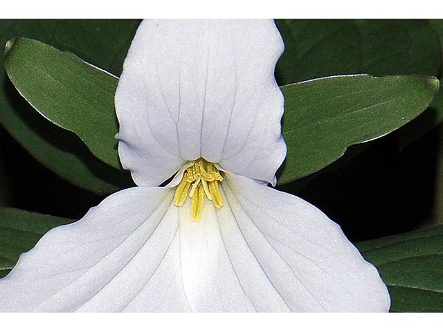 Trillium grandiflorum (White wake-robin) #75640