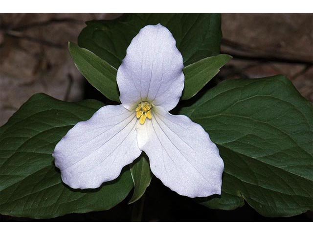 Trillium grandiflorum (White wake-robin) #75642