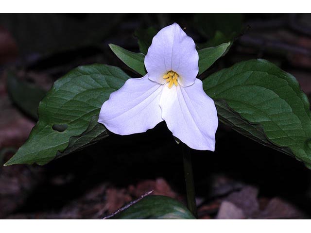 Trillium grandiflorum (White wake-robin) #75643