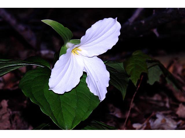 Trillium grandiflorum (White wake-robin) #75645