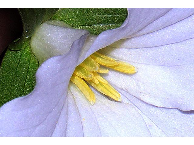 Trillium grandiflorum (White wake-robin) #75647