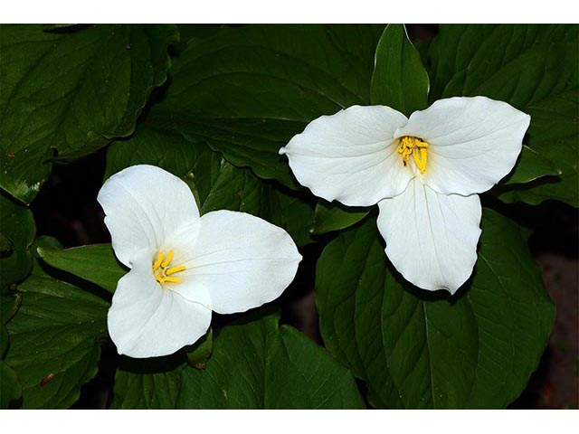 Trillium grandiflorum (White wake-robin) #75649