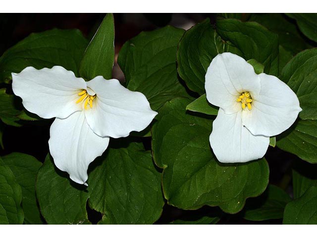 Trillium grandiflorum (White wake-robin) #75651