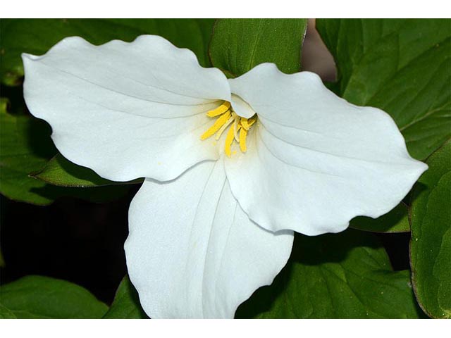 Trillium grandiflorum (White wake-robin) #75652