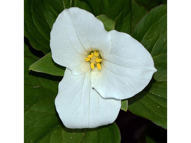 Trillium grandiflorum (White wake-robin) #75653