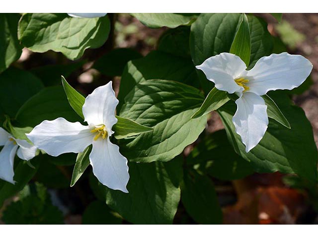 Trillium grandiflorum (White wake-robin) #75654